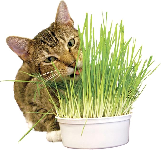 Seeds Cat Grass Complex Vitamin Non GMO Heirloom 600 Seeds