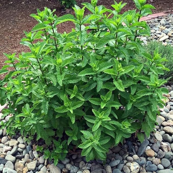 Sets 3 Spearmint Plants Live Fast Growing for Spring Planting, Fragrant Culinary Herb Mint for Indoor Outdoor Gardening, Cold Hardy