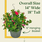 Tropical Plants of Florida Coral Dipladenia Hanging Basket 12 Inch Live Flowering Plant, 14 Inch Wide by 18 Inch Tall, Vibrant Coral Blooms for Patio Porch or Balcony