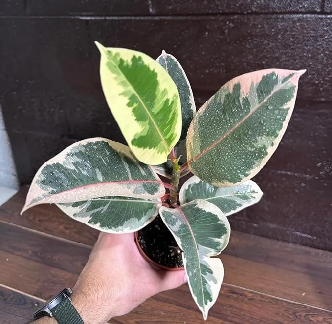 PLANTVERS Variegated Ficus Elastica ‘Tineke’ in a 4" Grow Pot - Easy-Care Indoor Houseplant - Ficus Elastica Live Houseplant - Low-Maintenance Tropical Indoor Plant