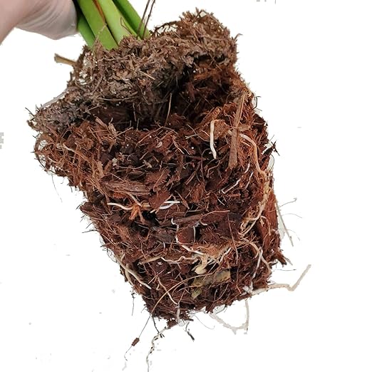 Noot Indoor Coconut Chips Husk Bark Potting Mix Coco Coir Brick. Avoid Root Rot with Fast Draining Soil. Houseplant, Monstera, Fiddle Leaf Fig, Orchid. Hydrate in Bag for ~ 2 Gal.