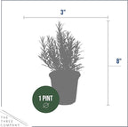 Live Aromatic and Edible Herb - Rosemary (6 Per Pack), Naturally Improves Breathing and Air Quality, 8" Tall by 3" Wide