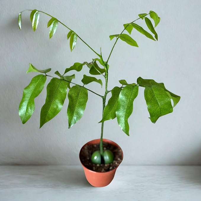 Lucky Bean Plant Live – Erythrina Lysistemon Tree Starter – Rare Tropical Indoor Outdoor Houseplants – Easy Care Plant for Beginners – Unique Garden Plant Gift for Home, Office (Heat Pack Included)