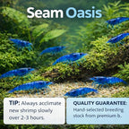 10+ Live Blue Dream Neocaridina Shrimp - Premium Freshwater Aquarium Invertebrates for Planted Tanks, Breeding Stock with Live Arrival Guarantee