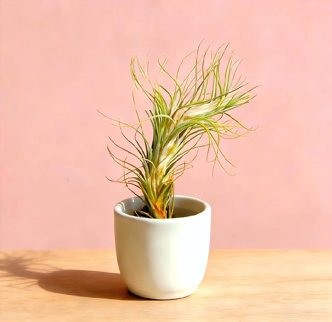 Air Plants Live Tillandsia FUNCKIANA Easy Care Live Air Plants, Natural Succulent Style Houseplants for Indoor & Outdoor Home Garden Décor, Wall & Terrarium Display