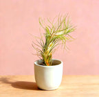 Air Plants Live Tillandsia FUNCKIANA Easy Care Live Air Plants, Natural Succulent Style Houseplants for Indoor & Outdoor Home Garden Décor, Wall & Terrarium Display