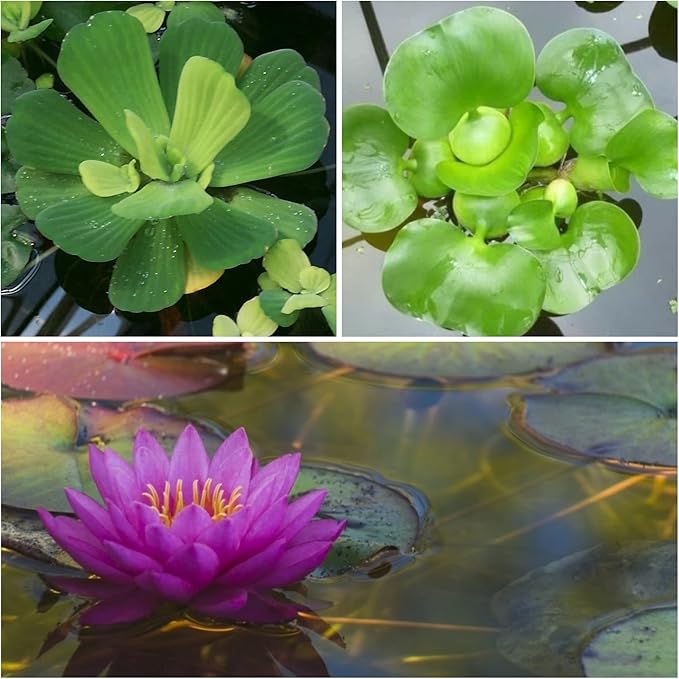 Water Lettuce (Pistia stratiotes) + Common Water Hyancinth (Eichhornia crassipes) Bundle + Water Lily Tuber Bundle- Floating Live Pond Plants