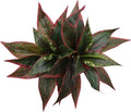 Artificial Agave Fake Plants Red 2 Pack, 10 Inches Faux Shrubs Flowers Grass Plant for Wedding Party Office Indoor Outdoor Home Yard Garden Greenery Leaves Decor UV Resistant Planter Filler Decoration