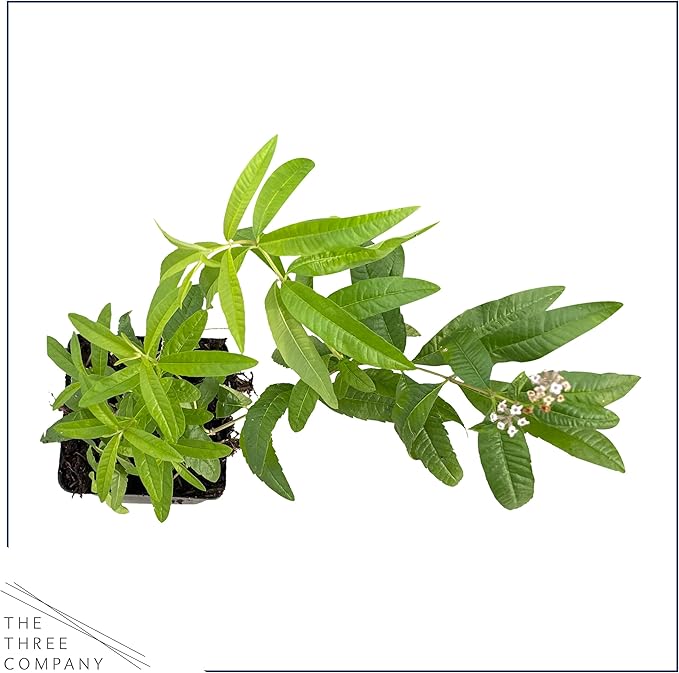 Live Aromatic and Edible Herb - Lemon Verbena (4 Per Pack) - Naturally Improves Sleep Quality - 6" Tall by 4" Wide in 1 Pint Pot