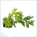 Live Aromatic and Edible Herb - Lemon Verbena (4 Per Pack) - Naturally Improves Sleep Quality - 6" Tall by 4" Wide in 1 Pint Pot