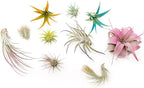 10 Assorted Colorful Air Plants Variety Pack - Vibrant Color Enhanced Tillandsias - Live Tillandsia Succulent House Plants - Wholesale and Bulk - Home and Garden Decor -Easy Care Indoor/Outdoor Plant