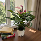Anthurium (12"-14" Tall) Unique and Gorgeous Live Indoor Plant, Easy Care and Easy to Grow, Bloom Plant, 4 inch Pot (Zizou Purple)