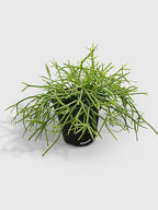 Rhipsalis Cashero Mistletoe Cactus-Large - Live Plant Easy Care, Low Maintenance for Home Decor - Air Purification Houseplant