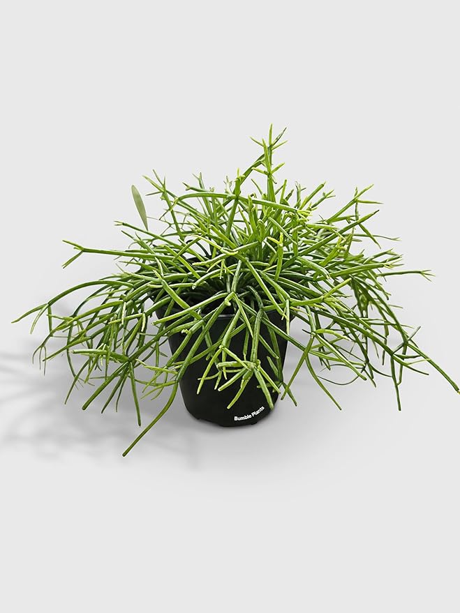 Rhipsalis Cashero Mistletoe Cactus-Large - Live Plant Easy Care, Low Maintenance for Home Decor - Air Purification Houseplant
