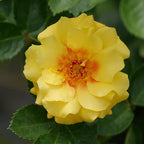 Proven Winners 2 Gal. Rise Up Ringo Climbing Rose Shrub