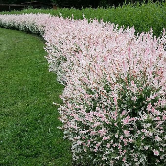 2 Japanese Dappled Nishiki Willow Shrub - 6-12" Tall Live Plants - Ornamental Deciduous Plant - Salix Integra 'Hakuro Nishiki' - (2 Pack)