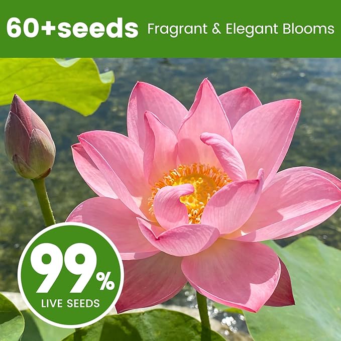 60 PCS Lotus Seeds for Planting in Water - Mixed Color Bowl Lotus Seeds, Non-GMO Aquatic Plant Water Lily Seeds for Indoor Bonsai, Outdoor Ponds & Garden