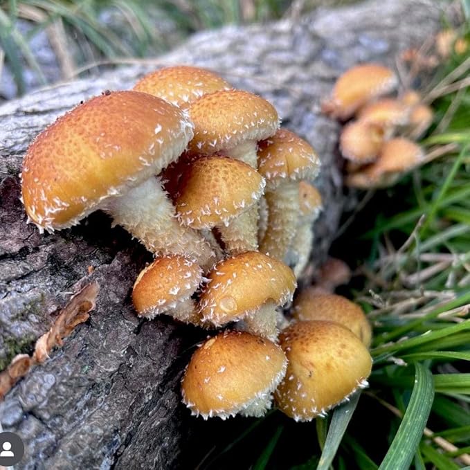 North Spore Organic Chestnut Outdoor Mushroom Log Growing Kit | Includes 100 ct. Bag of Plug Spawn | Complete Log Starter Kit with Instructions | Handmade in Maine, USA