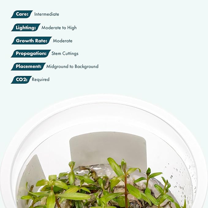 SubstrateSource Live Plants - Nesaea pedicellata 'Golden' - Moderate to High Light, Bright Green to Gold Accent, Upright Stem Plant, Midground to Background - Tissue Culture, 1 Pack