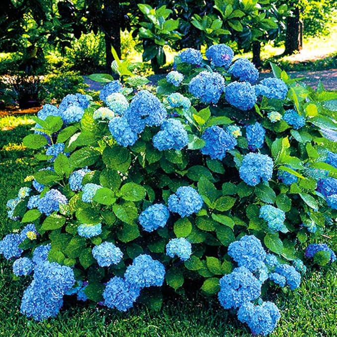 Hydrangea Live Plant, 6-12 Inch Tall, Hardy Flowering Shrub in 2.5" Pot, Outdoor Garden Hydrangea Bush (Blue Hydrangea)