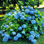 Hydrangea Live Plant, 6-12 Inch Tall, Hardy Flowering Shrub in 2.5" Pot, Outdoor Garden Hydrangea Bush (Blue Hydrangea)