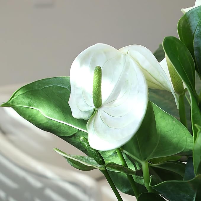White Anthurium Live Plant (Approx. 11-14" Tall), Real Flowers/Unique House Plants in 4" Nursery Pot, Floral Desk Plant, Air Purifying Plants & Cool Gifts for Plant Lovers by Plants for Pets