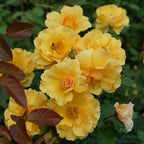 Proven Winners 2 Gal. Suñorita Rose Shrub