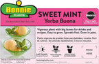 Bonnie Plants Pet Friendly Garden Plants (4-Pack), Live Plants, Cat & Dog Friendly Herbs, Catnip, Pet Grass, Sweet Mint & Oregano