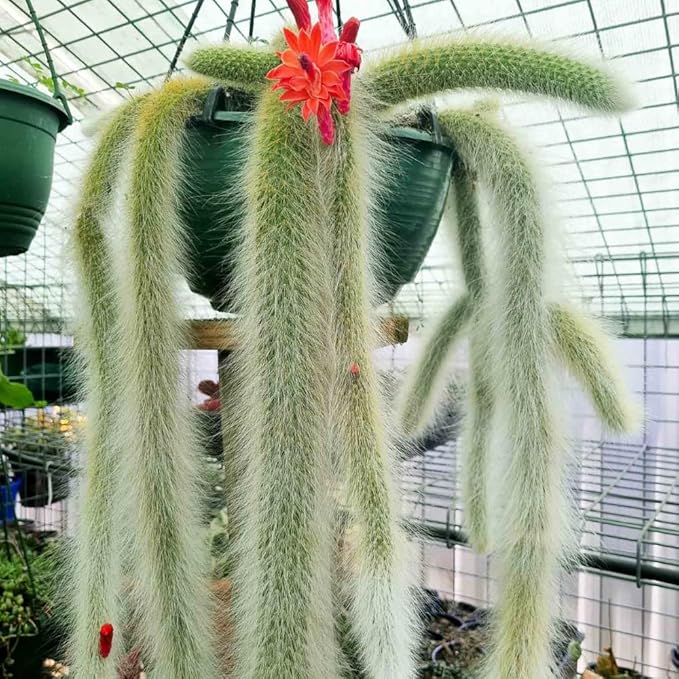 Monkey Tail Cactus Live Plant, Rare Trailing Cactus Indoor Houseplant 3-6 Inch Tall, Hanging Basket, Container Growing