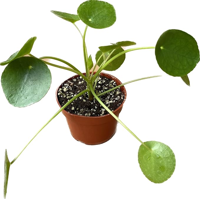 Chinese Money Plant Live - Pilea peperomioides Live Plant | Easy Care Indoor Houseplant | Air Purifying | 4-Inch & 6-inch Pot Available | California Seller (4" Pot, One Small Plant)