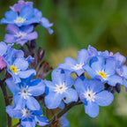Chalily Forget-me-not, a Great Live Pond Plant for Your Water Garden. Filters koi and Goldfish Ponds. Good for Bogs, Plant Shelf or Shallow Water This marginal Aquatic is a Real Beauty