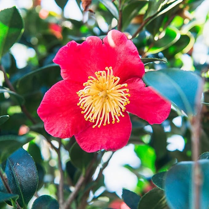PERFECT PLANTS Yuletide Camellia Bush 1 Gallon | Live Shrub for Outdoor Planting | Beautiful Early Spring Flowers | Red Flower with Yellow Center
