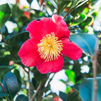 PERFECT PLANTS Yuletide Camellia Bush 1 Gallon | Live Shrub for Outdoor Planting | Beautiful Early Spring Flowers | Red Flower with Yellow Center