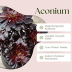 Easy Care Aeonium Plant Live 4” Pot, Rare Succulents Plants Live, Well Rooted, Easy Care House Plants (Black)