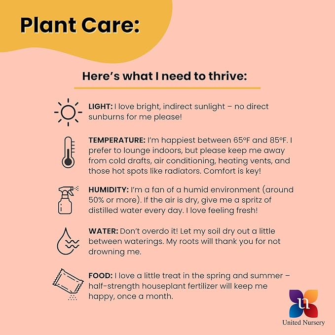 United Nursery Fiddle Leaf Fig Live Plant 24–30 inches Tall in 10 inch Nursery Pot, Indoor House Plant for Bright Home and Office Spaces