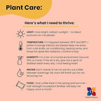 United Nursery Fiddle Leaf Fig Live Plant 24–30 inches Tall in 10 inch Nursery Pot, Indoor House Plant for Bright Home and Office Spaces