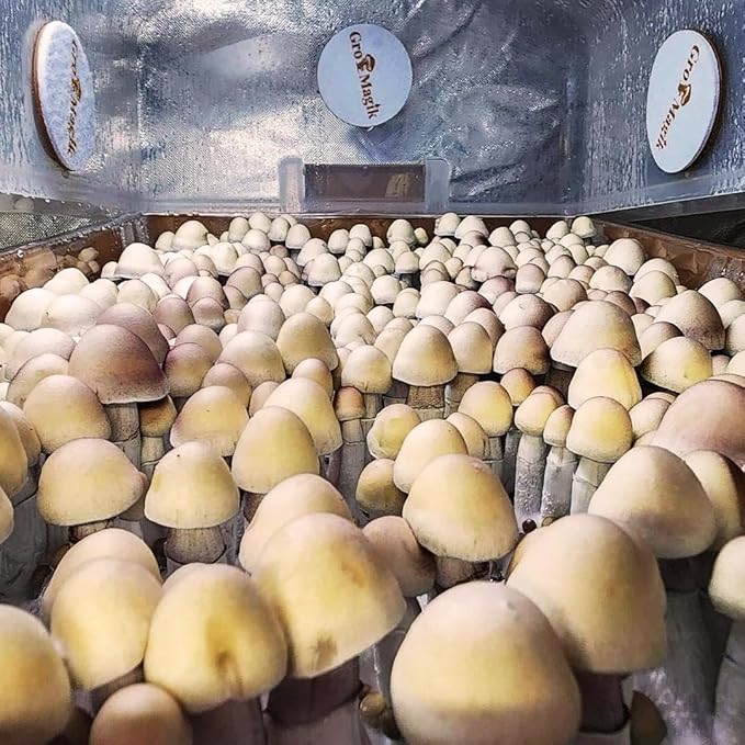 Premium Mushroom Monotub Grow Kit [XLarge, 68Q] Portable and Compact Fruiting Chamber with Plugs, Filters and Adjustable Air Vents, 22.8 x 15.7” x 12”, Pink