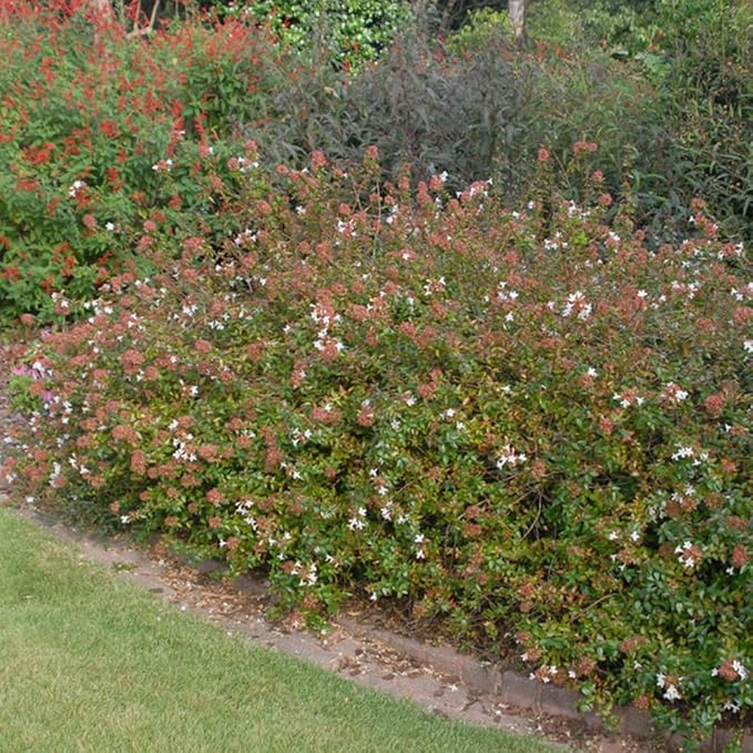 Blooming & Beautiful - Rose Creek Abelia - 3 gal - Semi-Evergreen Shrub - Green Foliage - Fragrant Pinkish-White Flowers - Summer to Fall - Zones 6-9 - Abelia x grandiflora 'Rose Creek' - 3 Gallon Pot