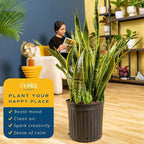 Costa Farms Snake Plant, Extra Large Live Plant in Plastic Pot, Easy to Maintain, Air Purifying Succulent Indoor Houseplant, Assorted Variety, Home, Room, or Boho Decor, 3-4 Feet Tall