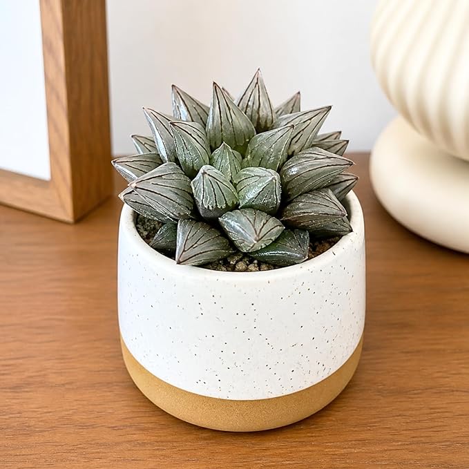 Haworthia Magnifica VAR. Atrofusca 'Watermelon' - Rare Haworthia Succulent Plants – Unique Varieties | Live Indoor Plants | Low-Maintenance | Great for Collectors, Home, Office, and Gifts