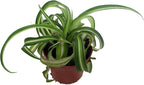 Bonnie Curly Spider Plant - Clean Air Plant - 2.5" Pot