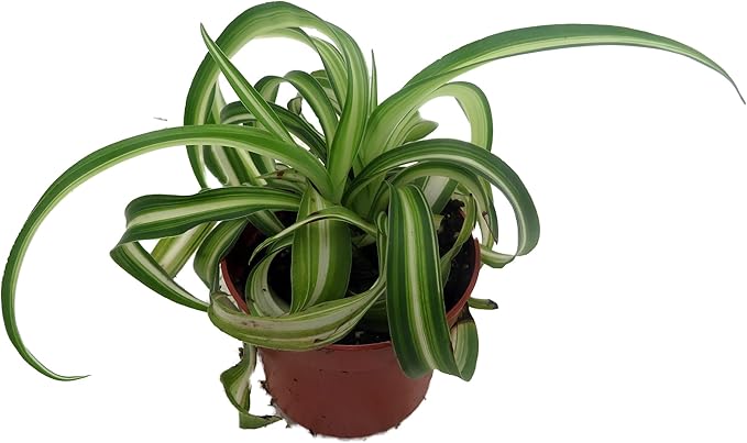 Bonnie Curly Spider Plant - Clean Air Plant - 2.5" Pot
