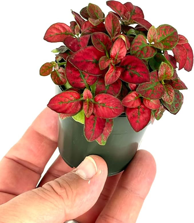 Hypoestes Red Splash Air Purifying Houseplants, 2" Pot