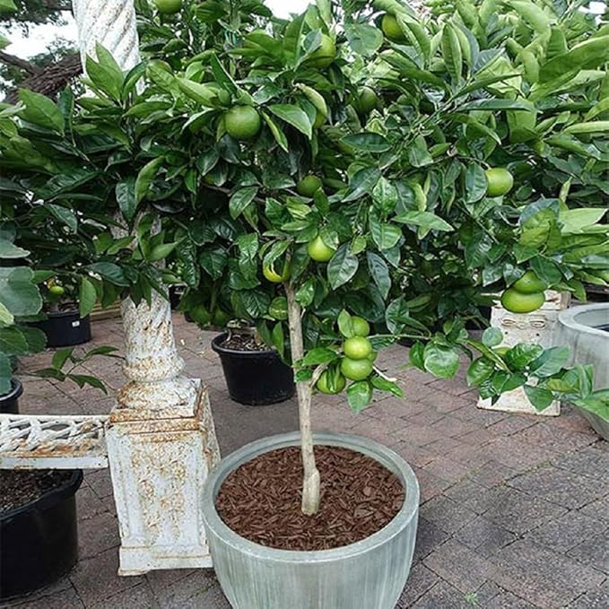 Brighter Blooms - Key Lime Bush, 2 Gallon - No Shipping to AK, AL, AZ, CA, FL, GA, HI, LA, MS, OR, TX