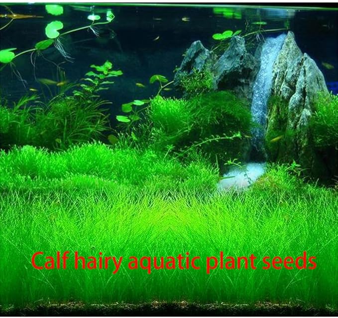 3 Bags Aquarium Plant S.e.e.ds, not Artificial Plastic Plant, Fish Tank Live Grass for All Substrate yljl4222ds
