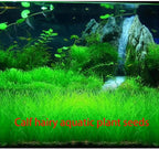 3 Bags Aquarium Plant S.e.e.ds, not Artificial Plastic Plant, Fish Tank Live Grass for All Substrate yljl4222ds