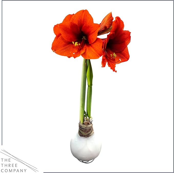 Waxed Amaryllis Bulb – White Wax with Red Blooms – Live Holiday Gift Plant, Easy Care, No Watering Needed