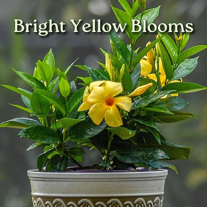 Live Dipladenia Bush with Yellow Flowers - Partial to Full Sunlight Plant - 12" to 16" Overall Height - 6" Growers Planter - Tropical Plants of Florida (Plant in Growers Planter)