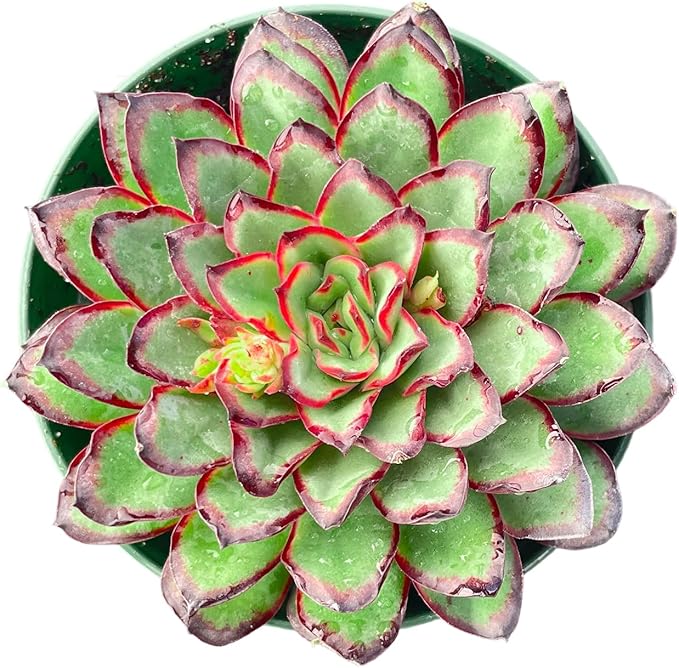 Sprout N Green Echeveria Mexican pulidonis, Live Rare Succulent Potted 4" Planter, Real House Plant for Party Favors Home Indoor Outdoor Garden Wedding Decoration DIY Projects