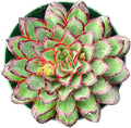 Sprout N Green Echeveria Mexican pulidonis, Live Rare Succulent Potted 4" Planter, Real House Plant for Party Favors Home Indoor Outdoor Garden Wedding Decoration DIY Projects